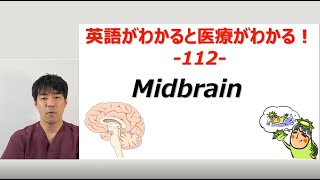 Midbrainってなんですか？