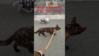 猟犬だけど、お婆ちゃん犬には優しいのです! #狩猟 #猟犬 #単独猟 #甲斐犬 #紀州犬 #愛犬 #ペット動画