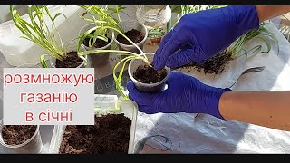 розмножую газанію легко і швидко😉