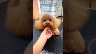 丸顔が可愛いトイプードル・ティナちゃん2歳11ヶ月 #toypoodle #トイプードル #犬 #dog #トリミング #grooming #佐野市