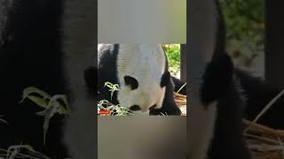 Smart panda #shorts #panda #funny #eating #bamboo #sleep #fish #butterfly #fish #animals #safari #3d