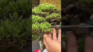 Cara Pruning Bonsai Santigi Yang Benar ☑️