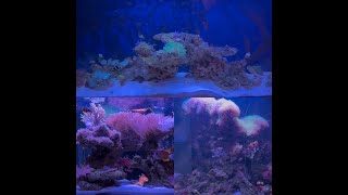 Last video of all my saltwater tanks 2024