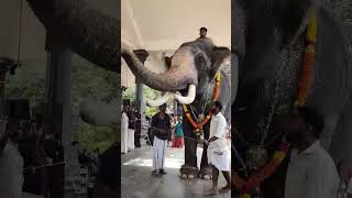 973) പരിമണം വിഷ്ണു ആന .Parimanam vishnu elephant . bgm