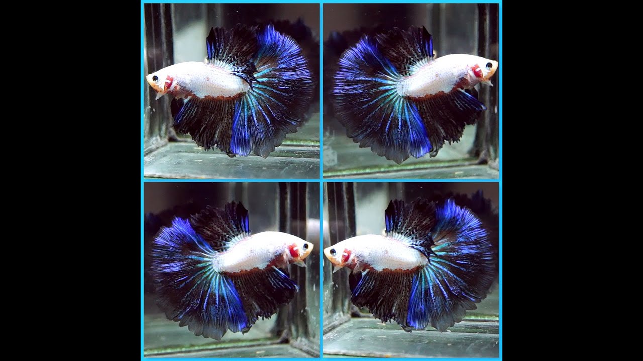 Betta Fish DRAGON BLUE METALLIC BLACK Rosetail Halfmoon Male T261 - YouTube