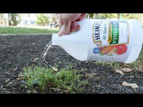 Put Vinegar On Your Plants And This Will Happen Put Vinegar On Your Plants And This Will Happen