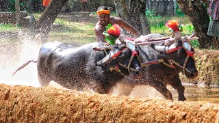 Team Mala Ananda Nilaya Kudhi Kambala | Kambala Practice | Namma Kambala |