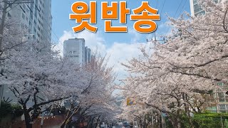 부산  윗반송  벚꽃길