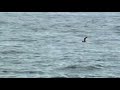 jouanin s petrel bulweria fallax forage flight over water