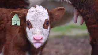 Beef: From Pasture to Plate