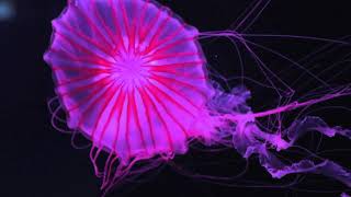 What Is A Japanese Sea Nettle?