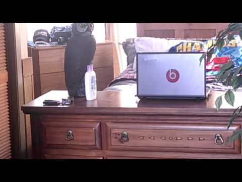 Keeping my cat off my bed Keeping my cat off my bed
