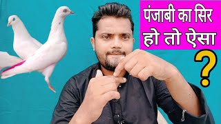 Punjabi Kabutar ki pahchan । पंजाबी कबूतर की पहचान @noorsuperpigeon