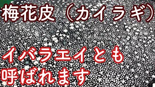 カイラギ（イバラエイ）梅花皮の在庫とお気に入りの1枚【レザークラフト】【ハンドメイド】