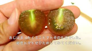 紫のトマト！？　トマトカット動画