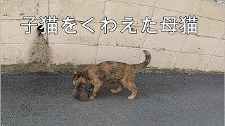 猫島　かわいい子猫に壁越えを教える母猫【地域猫】【野良猫】