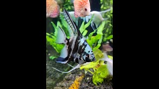 90g Freshwater Planted Tank Video Tour - 4K UHD - Mixed Community Fish - NewYorkSteelo Aquariums.