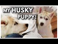 HUSKY PUPPY’S First Day Home! | The Day I Got My Puppy (UNSEEN FOOTAGE)