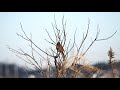 ホオジロ　meadow bunting、siberian meadow bunting　　emberiza cioides ciopsis