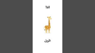 How to say tall in Arabic? How to say short in Arabic?