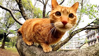 わんぱくになってきた茶トラ猫兄弟、木登りに挑戦！