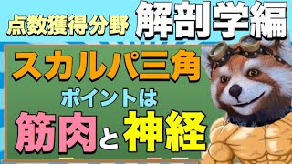 【解剖】スカルパ三角の攻略法だ！！【医療系国家試験対策】