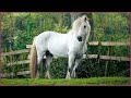 Beautiful Stallions Around the World - A Relaxing Video for Horse Lovers!