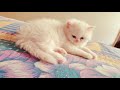 semipunch female kitten for sale bangalore sale kitten persian cats viral trending