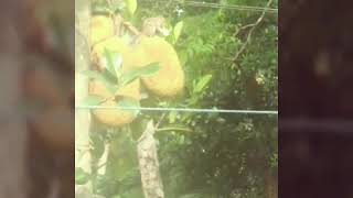 ഒരു ചക്ക കഥ അഥവാ a jack fruit story