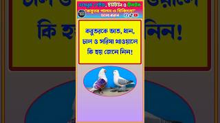 কবুতরকে ভাত, ধান, চাল ও সরিষা খাওয়ালে কি হয় জেনে নিন! #shorts #pigeon #কবুতর