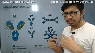 Antibody structure and function | Immunoglobulin