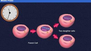 Cell cycle [Year-1]