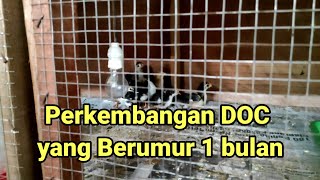 Perkembangan DOC yang Berumur 1 Bulan ///