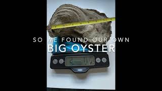 Big Oyster Smackdown! Cuttyhunk Shellfish Takes On NY's Big Oyster