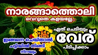 ചെടിയിൽ വേര് പിടിപ്പിക്കണോ എങ്കിൽ ഇങ്ങനെ ചെയ്യു|Fast Rooting Method for all Plants|Easy\u0026fast growing