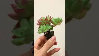 马库斯 无土多肉植物 succulents