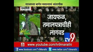 रत्नागिरी: नारळाच्या बागेत मसाल्यांचे आंतरपीक | कसा मिळवाल एकत्रित शेतीतून उत्तम आर्थिक नफा -TV9