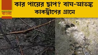 কাদার মধ্যে কীসের পায়ের ছাপ! বাঘের আতঙ্কে সিঁটিয়ে কাকদ্বীপের গ্রাম