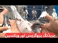 Breeding Progress And Vaccination Of Baby Pigeons || Mian Mir Pigeons