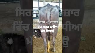 ਸਿਰਫ਼ 90  ਹਜ਼ਾਰ ਵਿੱਚ ਬਹੁਤ ਵਧੀਆ ਮੱਝ ਵਿਕਾੳੁ @sukhanjitsingh #farming #buffalo #viral