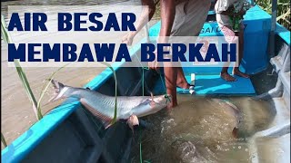 PANEN IKAN PATIN SAAT AIR SUNGAI BESAR