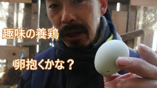 趣味の養鶏　鶏の掛け合わせ