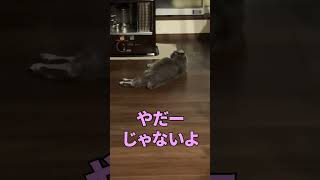 夜更かししたい猫 #shorts