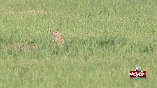 Ground Squirrels