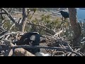 Big Bear Bald Eagle | Ravens attack on nest | Jackie alone protect the nest and eggs | 03.01.2022