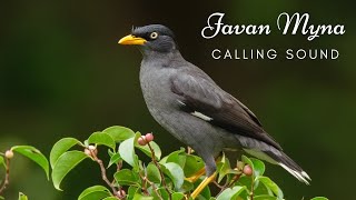 Javan Myna Calling Sound