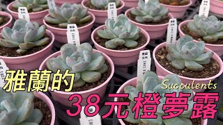 雅蘭多肉的38元橙夢露 | Succulents | 多肉植物 | 다육이들 |