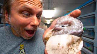 CUTTING 15 SNAKE EGGS!! HATCHED A SOUL SUCKER BALL PYTHON!! | BRIAN BARCZYK