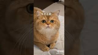 猫之歌？！