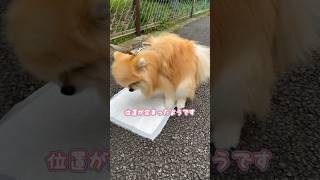 マナーの良い犬 #shorts #ポメラニアン #犬